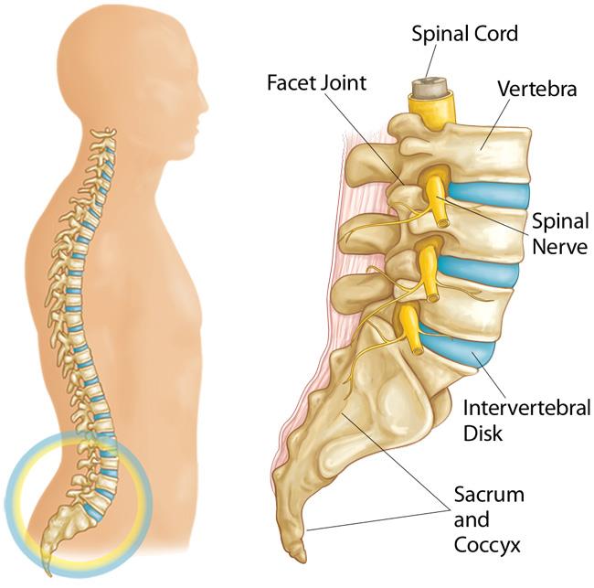 Degenerative Disc Disease (Spondylosis) - Cover Image